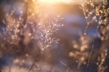 简单的生物问答题 （要答案)答案越短越好